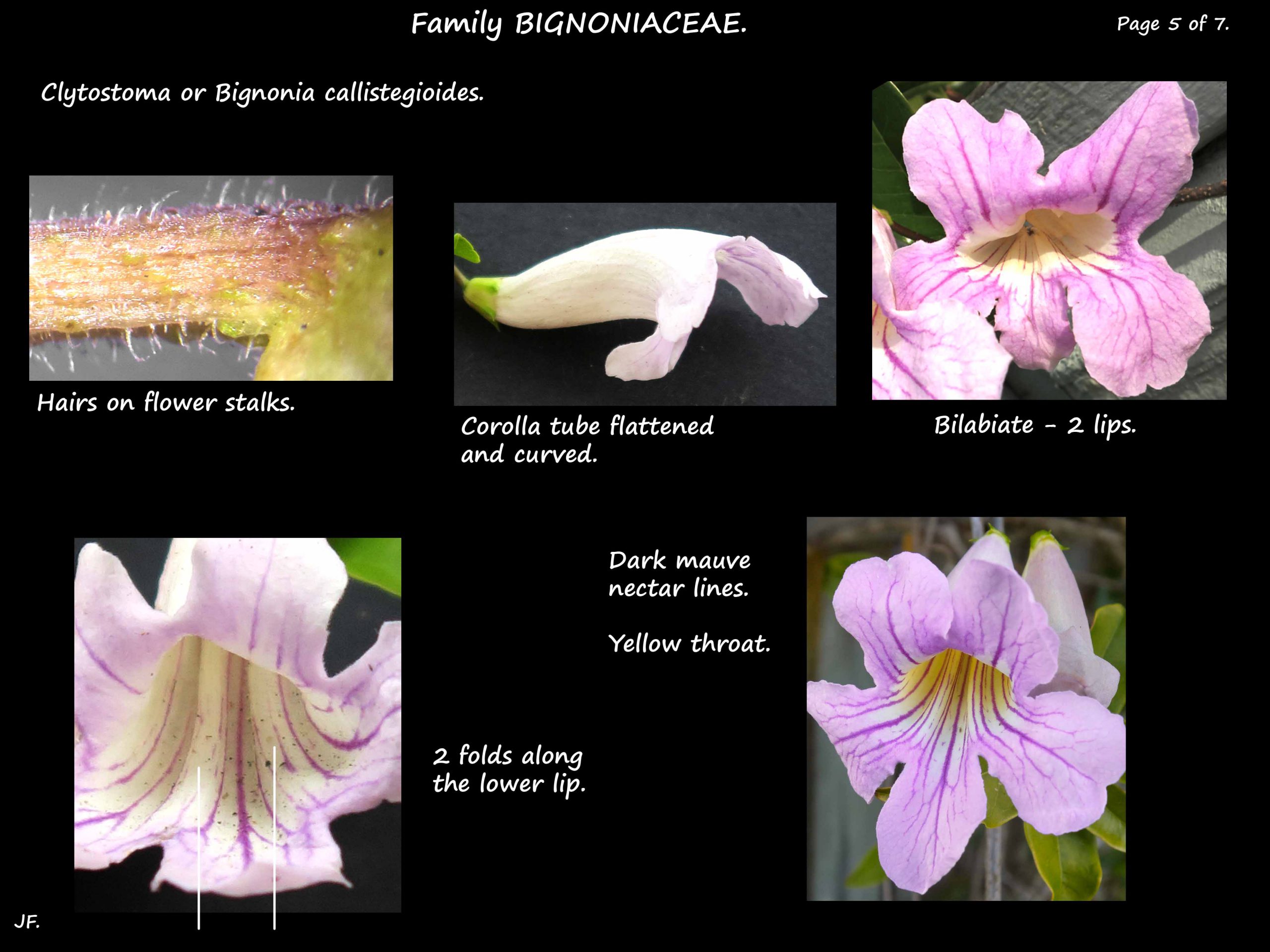 5 Clytostoma flowers